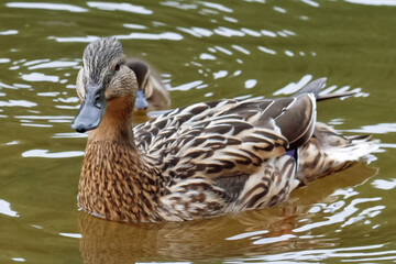 Close-up portrait of a grey duck swimming on a pond.