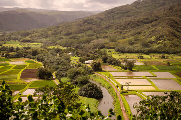 Hanalei Valley Taro Fields, Kauai,Hawaii. The Hanalei Valley is comprised of many agricultural parcels, each divided into many paddy fields farmed by growers like the Koga family. - 765125426