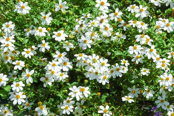 white flowers