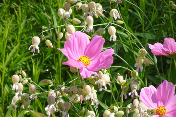 Fototapeta premium pink flower in the summer