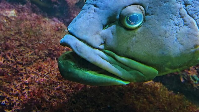 Close up of a grouper fish head and eye with zoom in underwater
