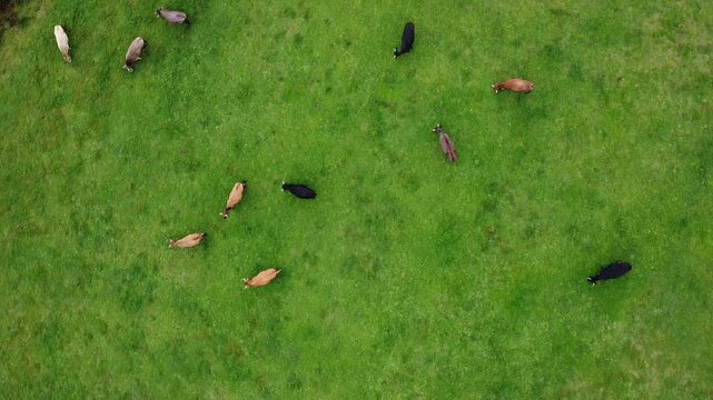 Dron. Plano cenital. Top view. Vacas pastando. reba&ntilde;o de vacas pastando en un prado verde. Invierno. Vacas negras y pardas. Vista a&eacute;rea de vacas pastando
