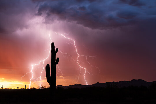 Saguaro cactus silhouette with lightning at sunset in the Arizona desert