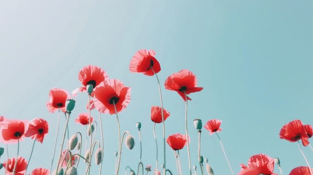a field full of red flowers with a blue sky in the backgrounnd of the image is a photograph of a field of red poppies.