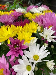 Mix of color daisy flowers