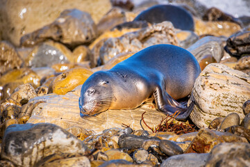 seal sealion - Powered by Adobe