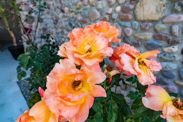 orange and red flowers