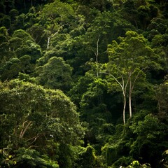 a forest filled with lush green trees and lots of tall, thin trees in the middle of a forest filled with lush green trees and lots of tall, lush green trees.