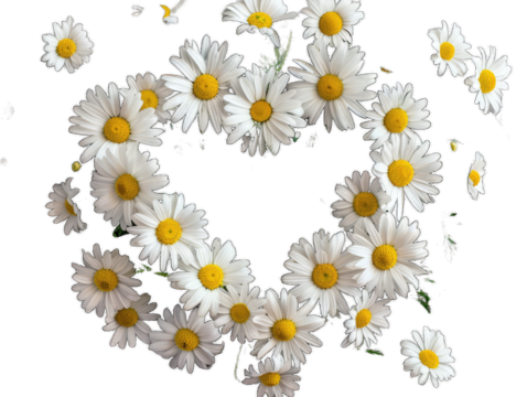 White meadow flowers arranged in a heart shape. Beautiful flower.