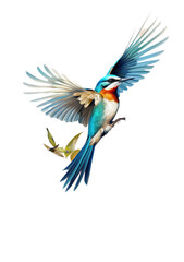 Fototapeta premium A nice coloured bird flying.