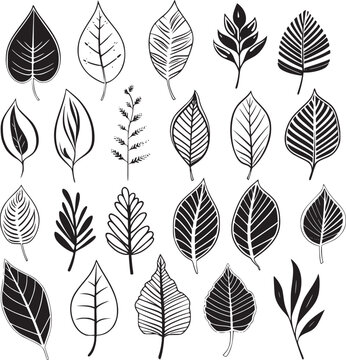 Various type of tropical leaves abstract black line Minimalist Outline style on white background