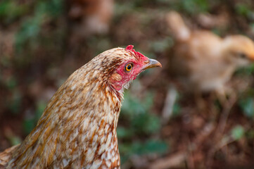Closeup of a wild chicken guarding chicks.  One of the millions of chickens that run wild on the Hawaiian island of Kauai. - 765136096