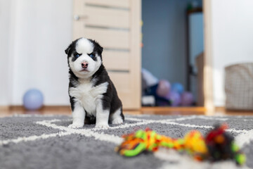 Black and white husky puppy sitting on carpet with toy in background