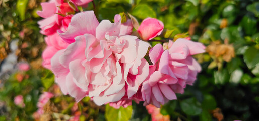 Rosa damascena, known as the Damask rose - pink, oil-bearing, flowering, deciduous shrub plant. Balley of Roses. Close up view. Back light. Selective focus.