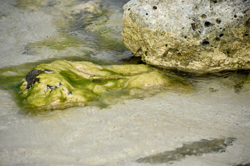 Submerged Rock Coated in Green Algae and Seaweed