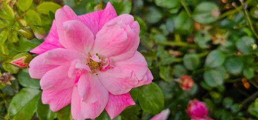 Rosa damascena, known as the Damask rose - pink, oil-bearing, flowering, deciduous shrub plant. Balley of Roses. Close up view. Back light. Selective focus.