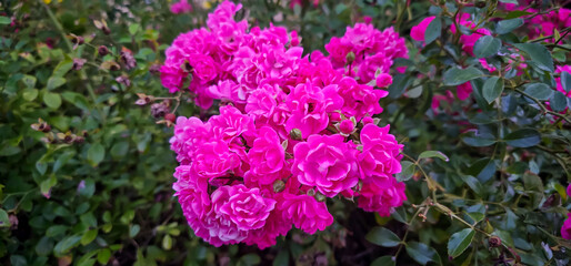 Rosa damascena, known as the Damask rose - pink, oil-bearing, flowering, deciduous shrub plant. Balley of Roses. Close up view. Back light. Selective focus.