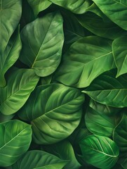 Macro Leaves Texture as Background