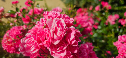 Rosa damascena, known as the Damask rose - pink, oil-bearing, flowering, deciduous shrub plant. Balley of Roses. Close up view. Back light. Selective focus.