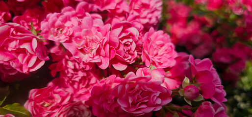 Rosa damascena, known as the Damask rose - pink, oil-bearing, flowering, deciduous shrub plant. Balley of Roses. Close up view. Back light. Selective focus.