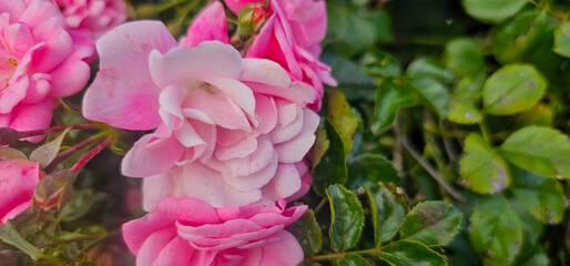 Rosa damascena, known as the Damask rose - pink, oil-bearing, flowering, deciduous shrub plant. Balley of Roses. Close up view. Back light. Selective focus.