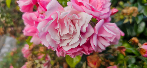 Rosa damascena, known as the Damask rose - pink, oil-bearing, flowering, deciduous shrub plant. Balley of Roses. Close up view. Back light. Selective focus.