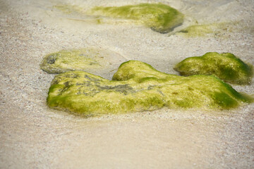 Green Mossy Covered Rocks Exposed on Beach