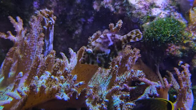 A file coral fish swimming around anemone 