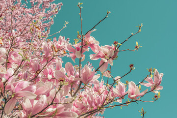 Pink magnolia flowers on blue sky background, retro toned. pink flowers bathing in sunlight....
