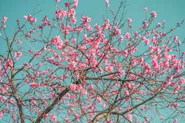 Flowering tree blossom. Flowering tree with pink flowers in the spring. Pink cherry tree flowers on blue sky background, retro toned.