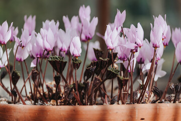 Cyclamen pink candy floss colour starting to bloom. Close up of this hardy but delicate flower and plant.