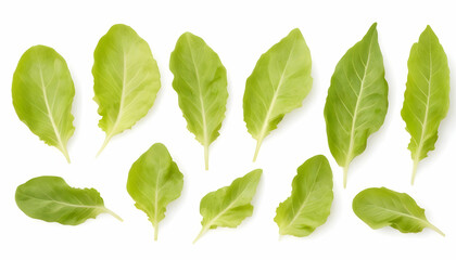 Corn Salad Leaves isolated on white background