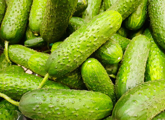 Fresh, natural cucumbers. Cucumbers, harvest, harvest, market