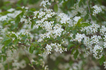 spring flowers