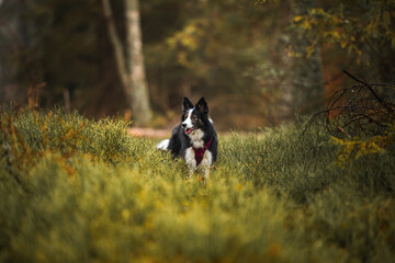 Pies czarno biały border collie w leśnej scenerii - obrazy, fototapety, plakaty