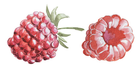 Raspberry watercolor painting isolated on a white background. © Victoria