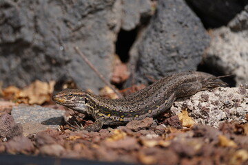 Kanareneidechse (Weibchen)