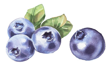 Watercolor hand painted blueberry branch isolated on a white background. Wild forest berry illustration. Healthy food concept design. Organic berries clipart.