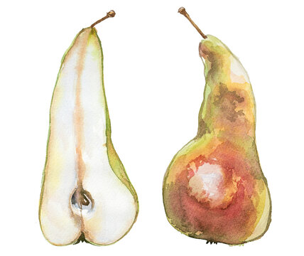Watercolor hand painted pear and pear ripe isolated on a white background. Autumn fruit illustration. Healthy food concept design. Organic pear clipart.