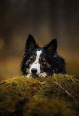 Czarno-biały pies border collie leży na trawie w zielonej scenerii - 765145818