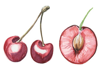 Watercolor hand painted cherry branch isolated on a white background. Wild berry illustration. Healthy food concept design. Organic cherries clipart. © Victoria