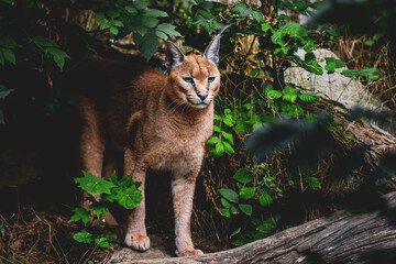 Caracal: A striking and elusive wild cat