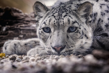 Snow leopard: A magnificent big cat in Central Asia - 765145896