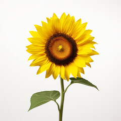 Obraz premium isolated on white studio background, bright, minimalistic сreated with Generative Ai