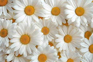 Texture of white daisies with a yellow center. Medicinal herbs for healthy drinks, herbal teas