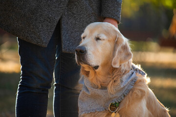 Dog golden retriever in the park. man walking his dog in the park
