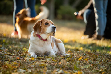 A company of dogs of different breeds in the park.
- 765146464
