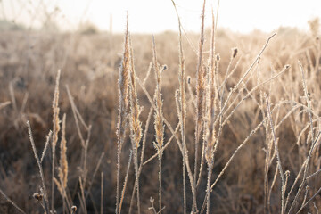 delicate openwork flowers in the frost. Beautiful morning in the fresh air. frosty morning in frost and fog.  Soft focus.
 - obrazy, fototapety, plakaty