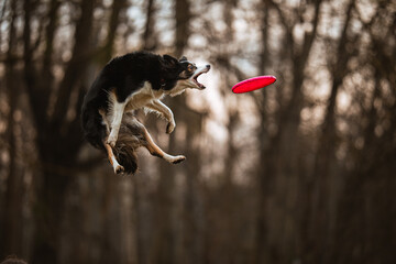 Border collie skacze i łapie frisbee na brązowym leśnym tle - 765147238