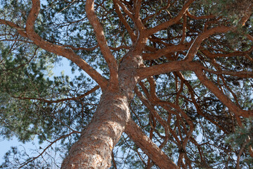 Fototapeta premium tree in the forest